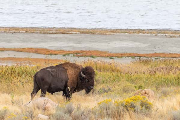 Parque Estatal de la Isla Antelope-Lugares para ver los Colores del Otoño en Utah