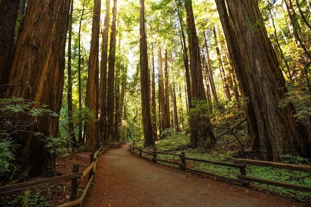 Parque Monumento Nacional Muir Woods - mirar en California los Colores del otoño