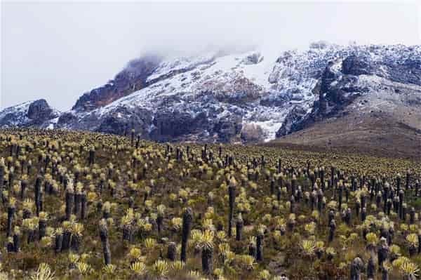 Parque Nacional Natural Los Nevados-Parques Nacionales en Colombia