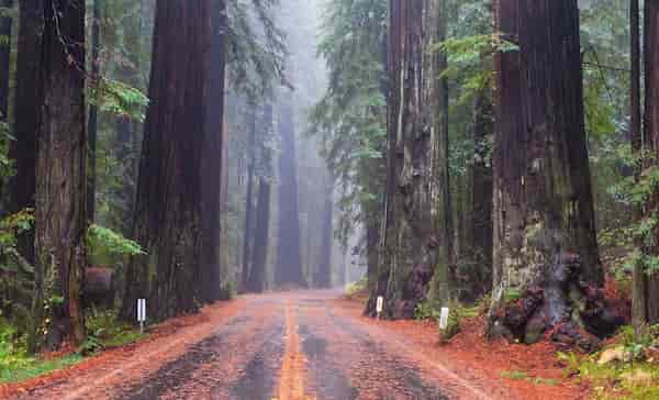 Parque Nacional Redwood-parques naturales para visitar en diciembre