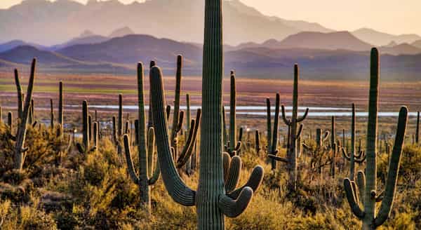 Parque Nacional Saguaro-Lugares para Visitar en Maran