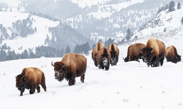 Parque Nacional de Yellowstone-parques naturales para visitar en diciembre