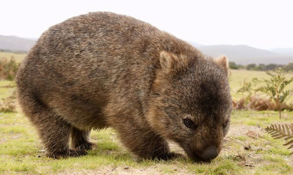 Pasea con wombats Experiencias con animales en Australia 7
