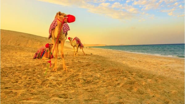 Paseo en camello para un recorrido por el desierto