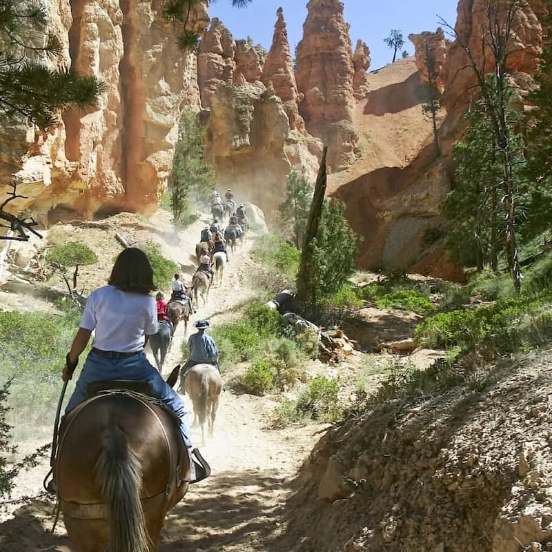 Paseos guiados en mula están disponibles-bryce canyon