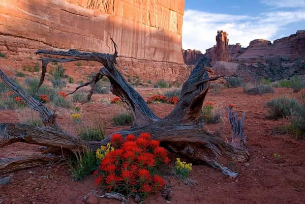 Primavera - el mejor momento para los cactus en flor-Visitar el Parque Nacional Arches