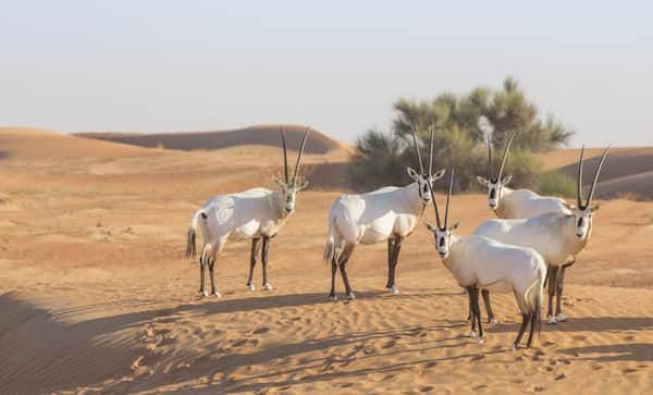 Prueba y detecta el Oryx en peligro de extinción