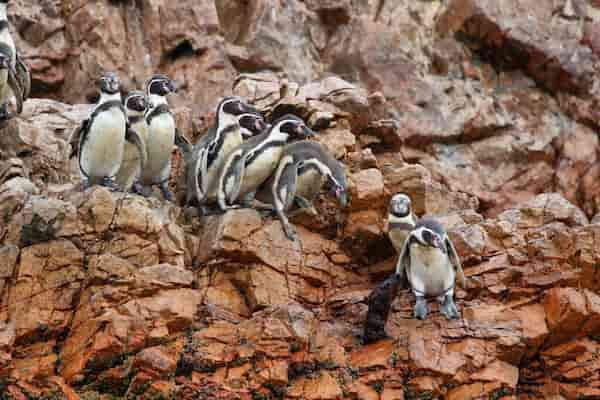 Puedes conocer de cerca a la fauna marina fenomenal-Visitar Paracas y las Islas Ballestas