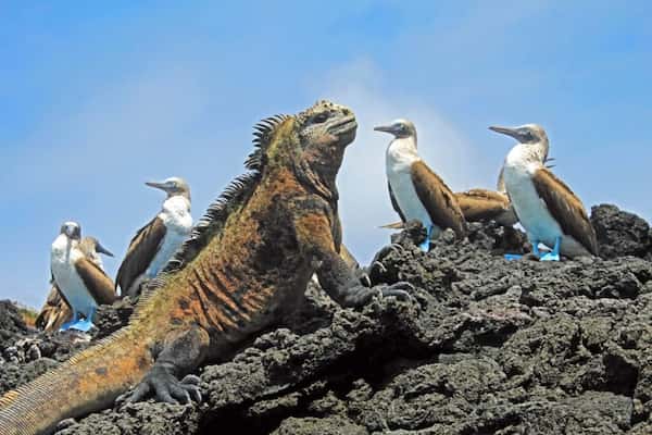 Qué hacer en Galápagos