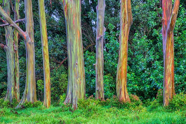 Qué son estos árboles Dónde encontrar árboles arcoíris de eucalipto de Filipinas 1