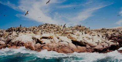 Razones para Visitar Paracas y las Islas Ballestas en Perú
