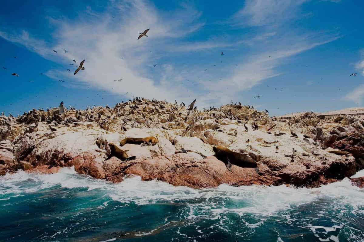 7 Razones para Visitar Paracas y las Islas Ballestas en Perú
