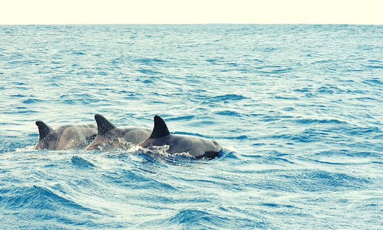 Realice un recorrido con delfines