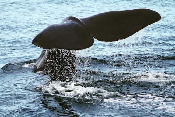 Reserve un tour de avistamiento de ballenas