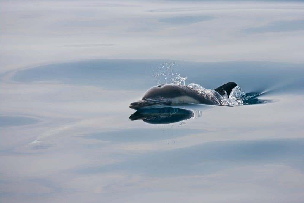 Retozar con delfines