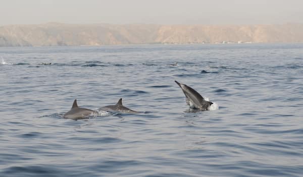 Ríete de la alegría de vivir de los delfines
