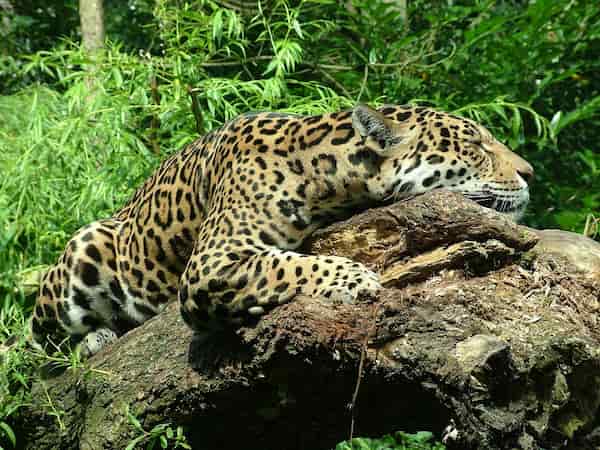 Seguimiento de jaguares después del anochecer