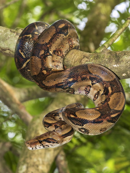 Serpientes Increíbles experiencias de vida salvaje en Costa Rica 8