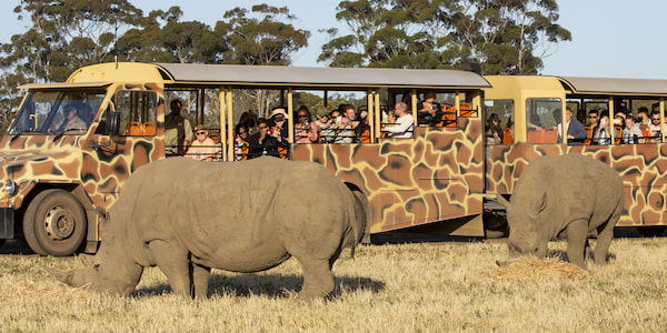 Slumber Safari Pijamadas en zoológicos de Australia 4