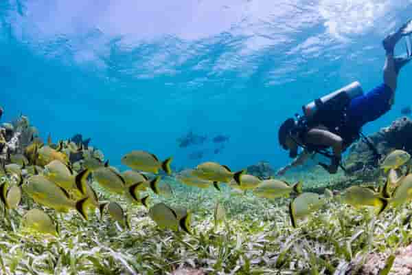 Snorkel inolvidable-Isla Half Moon Caye en Belice