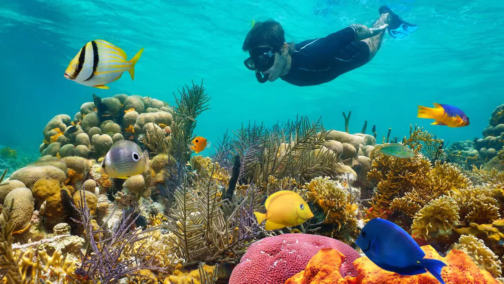 lugares para visitar en Puerto Morelos snorkel y buceo