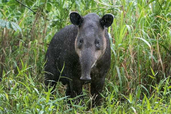 Tapir de Baird 3