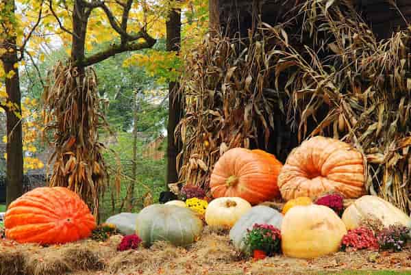 Tira una calabaza-actividades de otoño en Vermont