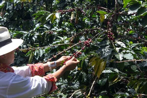 Tomar café en la Zona Cafetera-Actividades para Hacer en Colombia