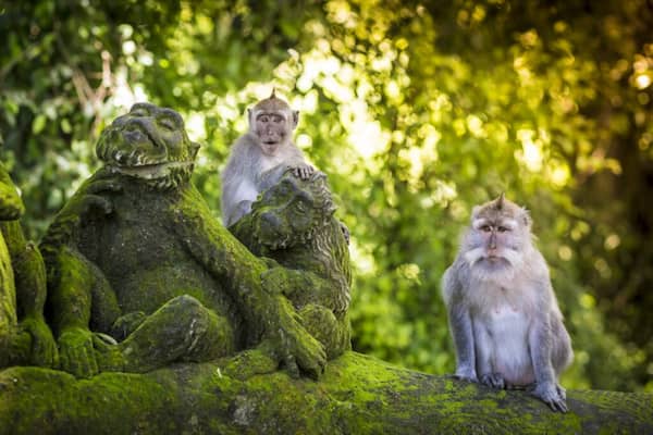 Ubud es el hogar de un santuario de monos sagrados