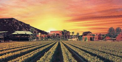 Valle de Guadalupe la Región vinícola