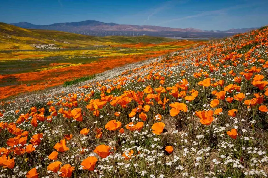 Mejores Lugares para Visitar en Abril en EE.UU Valle del Antílope, California