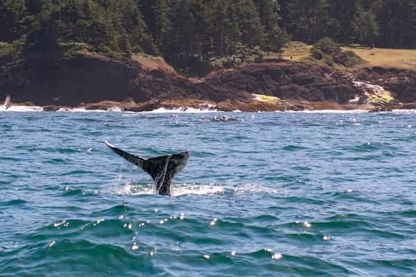 Ve a observar ballenas en Depoe Bay