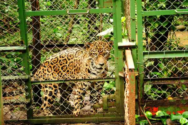 Vea de cerca a los perezosos y monos en el Centro de Rescate Jaguar