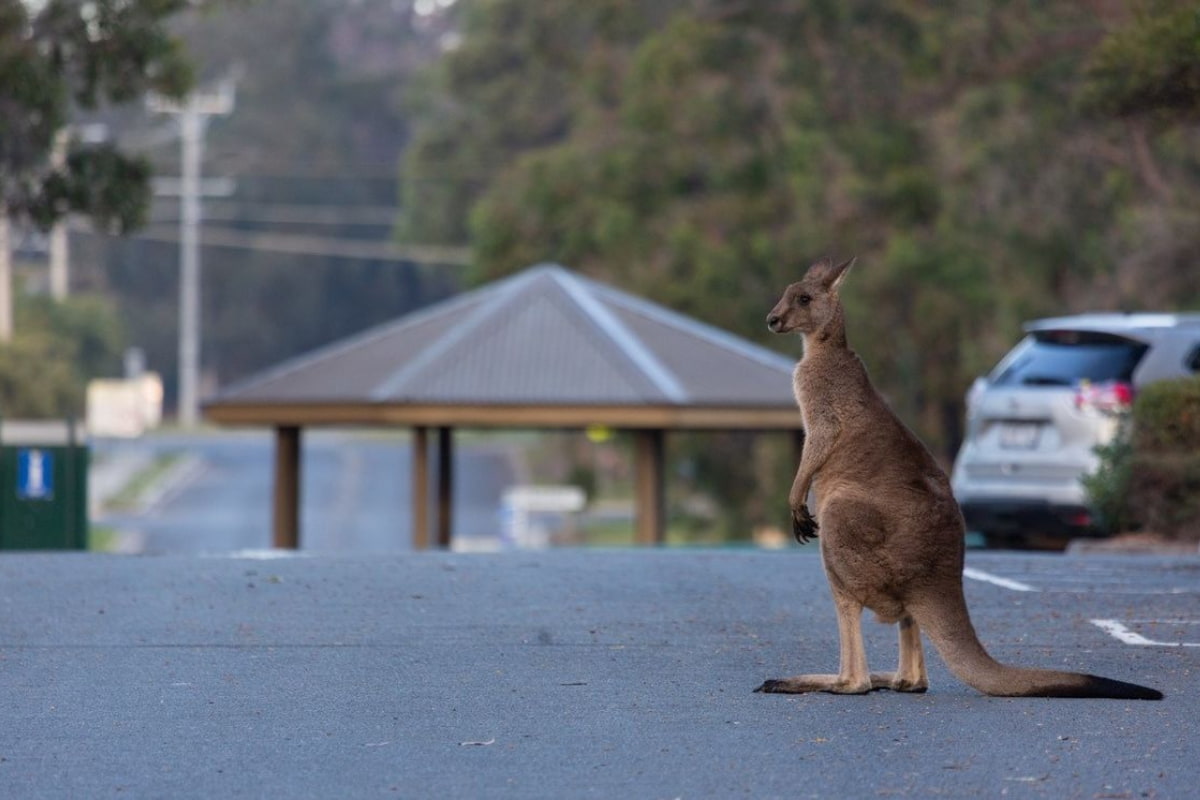 Visita Mallacoota en Australia y verás canguros saltar por la calle principal