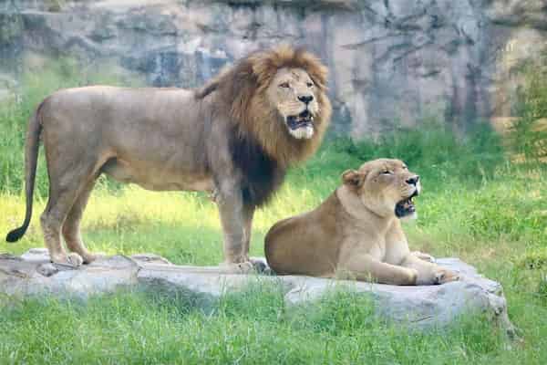 Visita el zoológico-Actividades al Aire Libre en San Antonio
