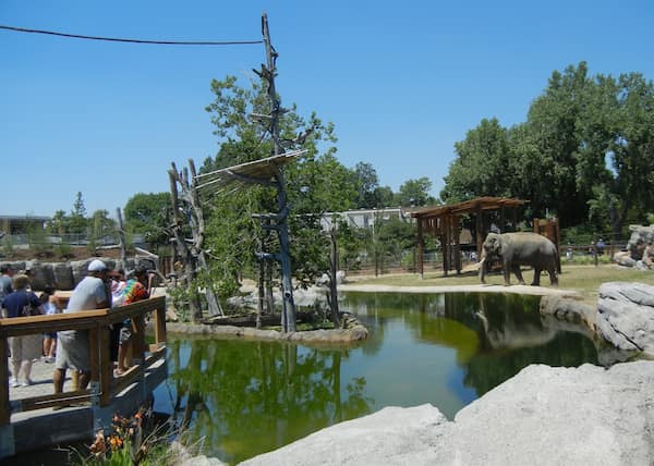 Visita el zoológico-osas para hacer en Denver con Niños