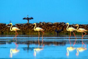 Visita las Mejores Reservas Naturales en Qatar