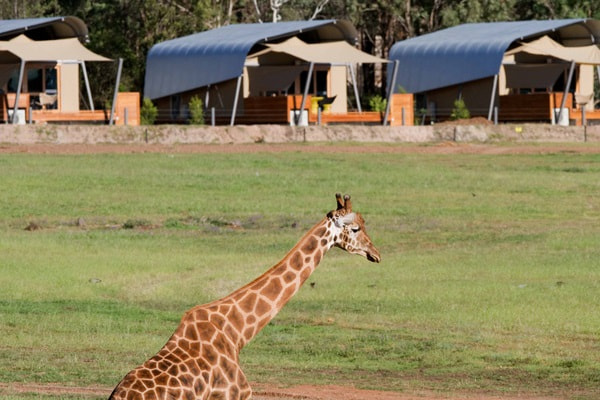 Zoofari Lodge Pijamadas en zoológicos de Australia 3