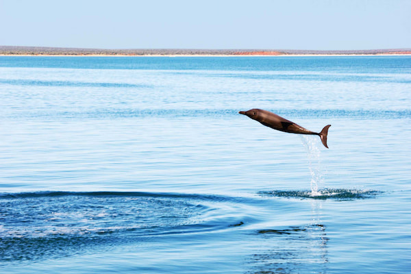 delfines salvajes Experiencias con animales en Australia 8