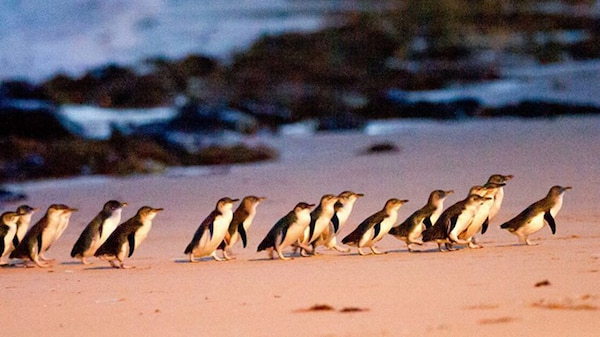 desfile de los pingüinos de hadas 3