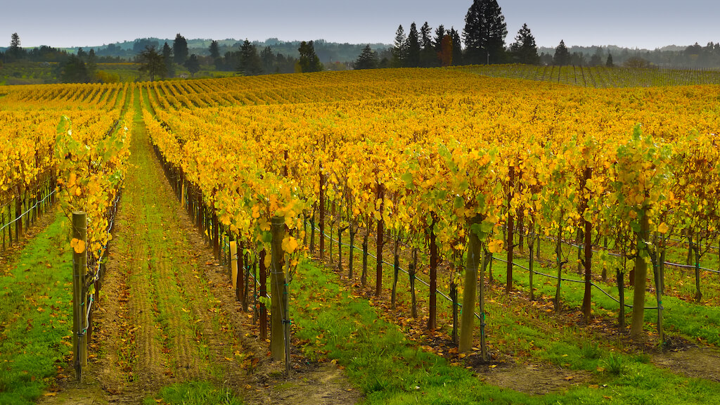 Mejores Lugares para Visitar en Noviembre Sonoma, California para cata de vinos