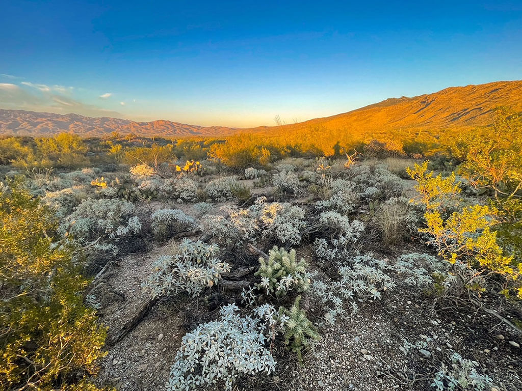 Mejores Lugares para Visitar en Abril en EE.UU Tucson, AZ para la vida salvaje del desierto