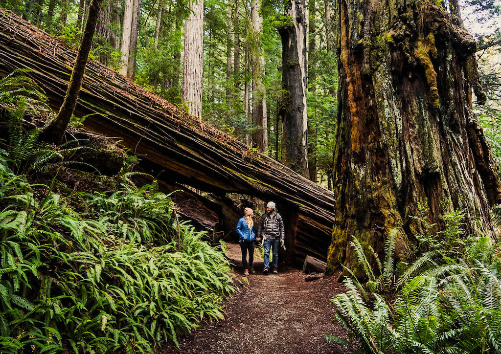 Parques nacionales y estatales de Redwoods