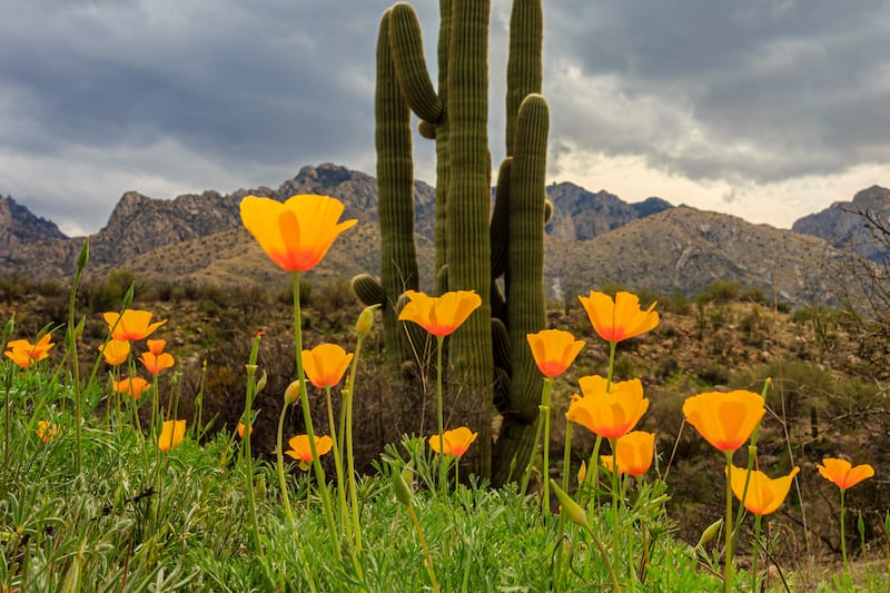 Mejores Lugares para Visitar en Marzo en EE.UU Tucson