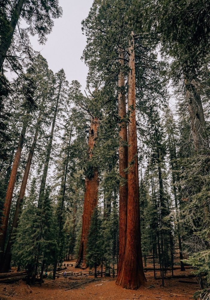 Mejores Lugares para Visitar en Julio en EE.UU Parque Nacional Sequoia, California