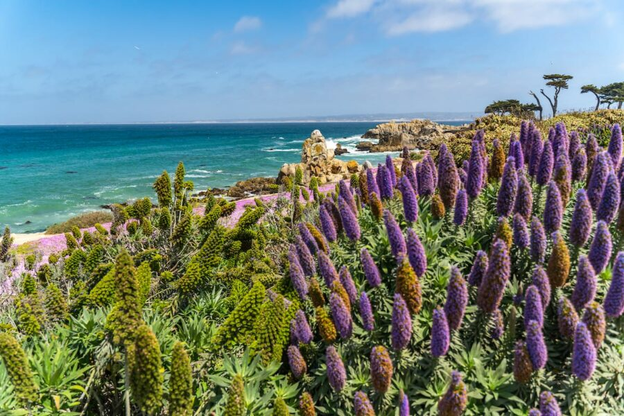 Mejores Lugares para Visitar en Julio en EE.UU Monterey