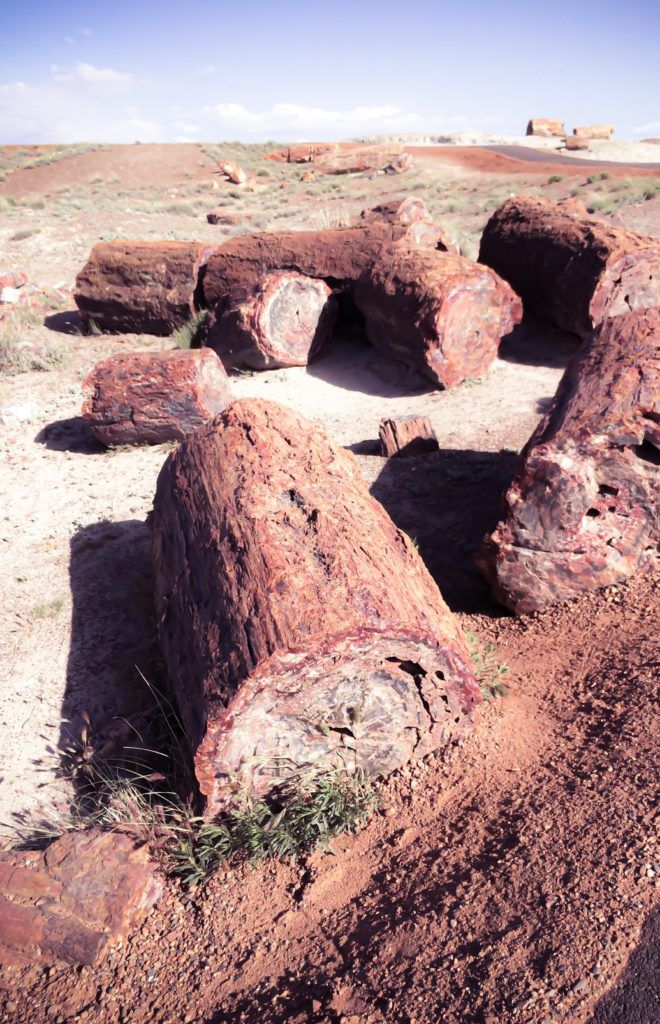 Mejores Lugares para Visitar en Agosto en EE.UU  Parque Nacional del Bosque Petrificado, Arizona