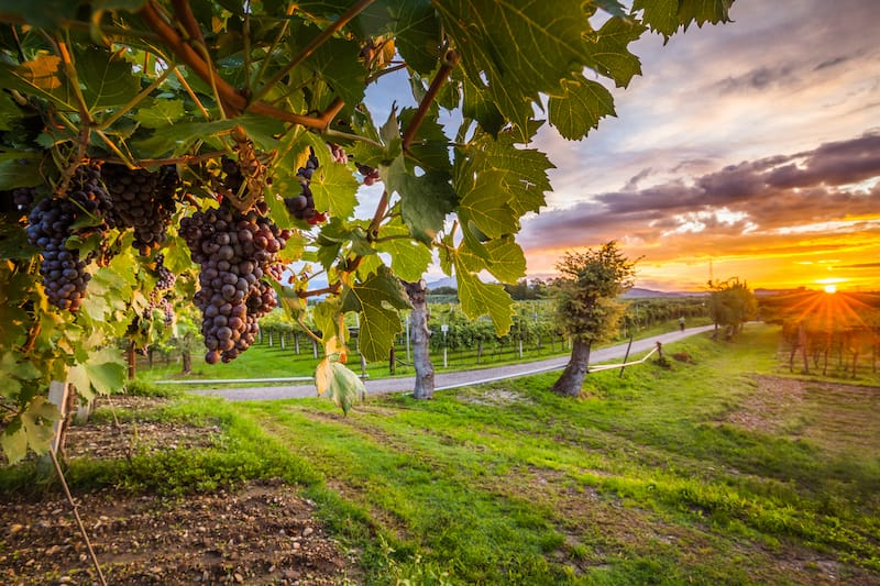 Mejores Lugares para Visitar en Septiembre en EE.UU Regiones vinícolas de California