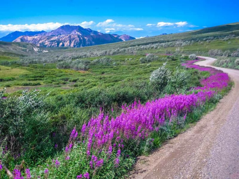 Parque Nacional Denali Mejores Lugares para Visitar en Septiembre en EE.UU 