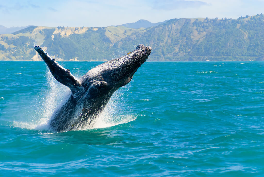 Mejores Lugares para Visitar en Noviembre en EE.UU-ballena